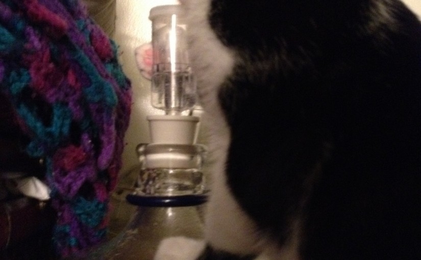 The cat has good taste.